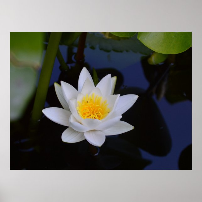 Poster de Lotus Branco (Frente)