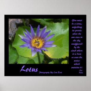 Poster de Lotus com citações do babá de Sai