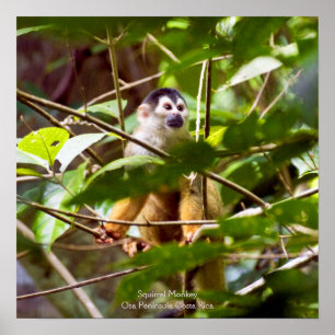 Poster de macaco de esquilo