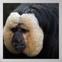 Poster de Macaco Saki Branco