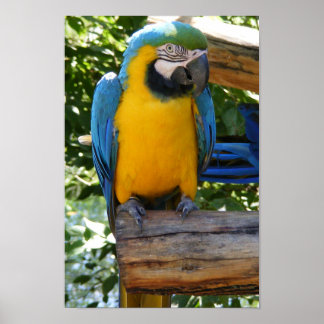 Poster de Macaw Dourado e Azul personalizável