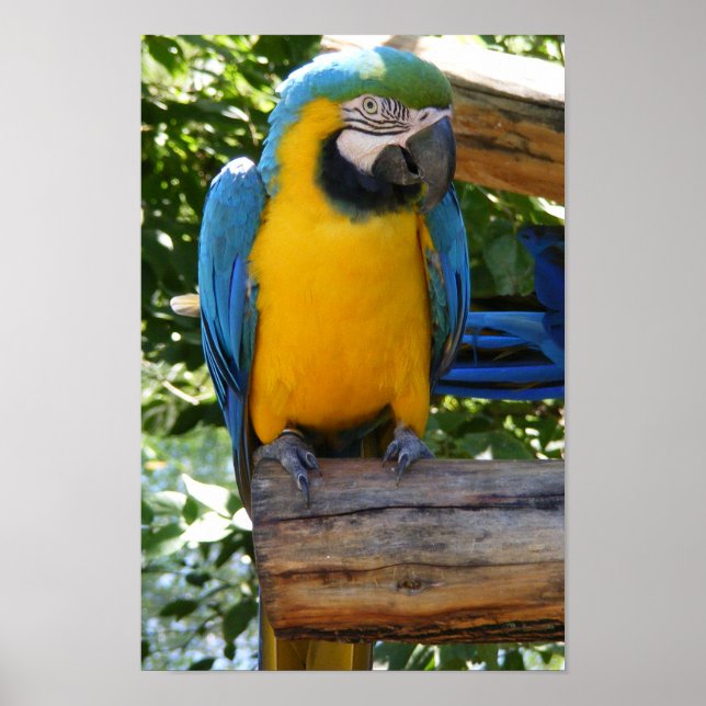 Poster de Macaw Dourado e Azul personalizável (Frente)