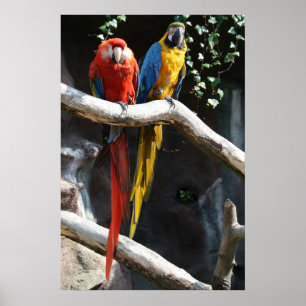 Poster de Macaws