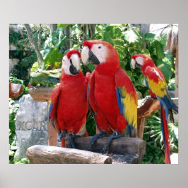 Poster de Macaws Escarlate