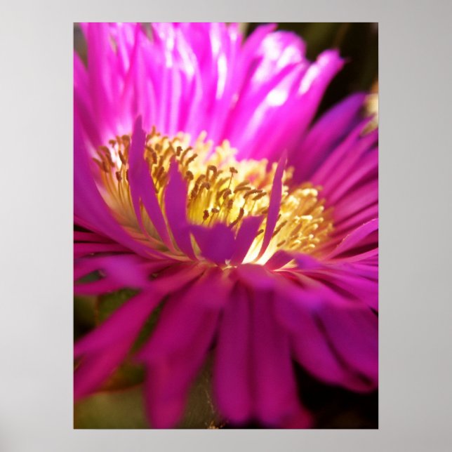 Poster de Macro de Flor Natureza Mais Próxima (Frente)