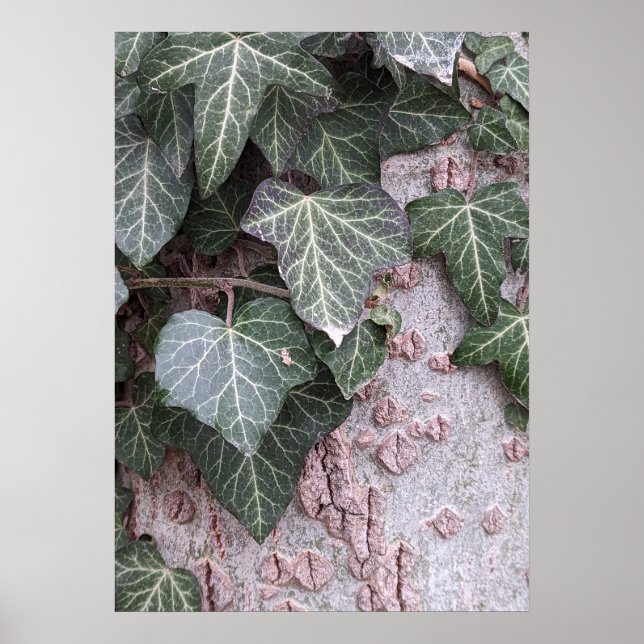 poster de madeira latido (Frente)