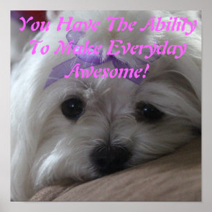 Poster de maltês - Habilidade-Cão