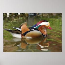 Poster de Mandarin Duck