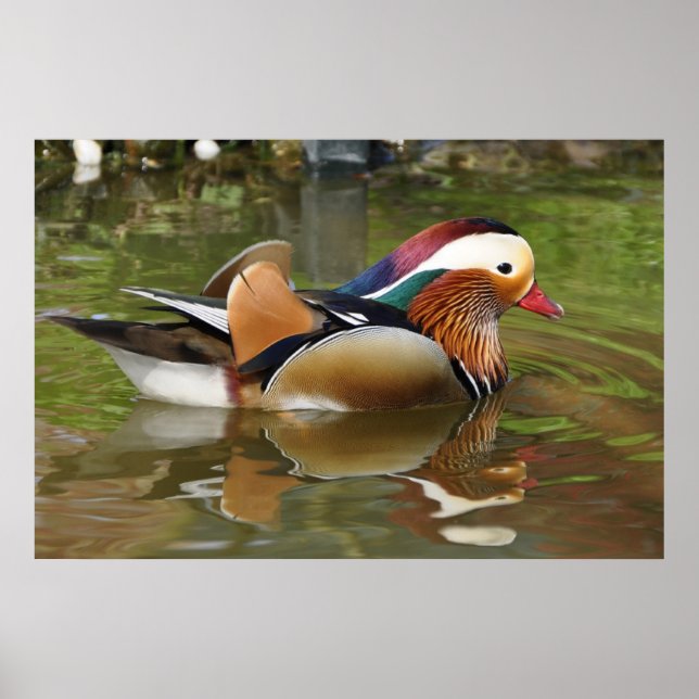 Poster de Mandarin Duck (Frente)