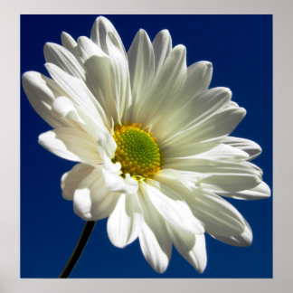 Poster de margarida quadrada