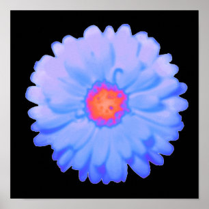 Poster de Marigold quente e frio