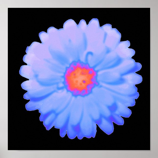 Poster de Marigold quente e frio (Frente)