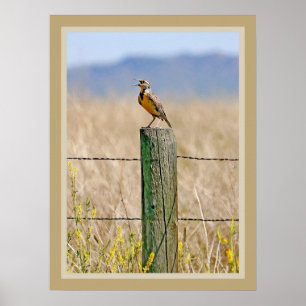 Poster de Meadowlark Ocidental