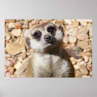 Poster de meerkat personalizável