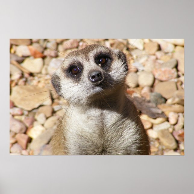 Poster de meerkat personalizável (Frente)
