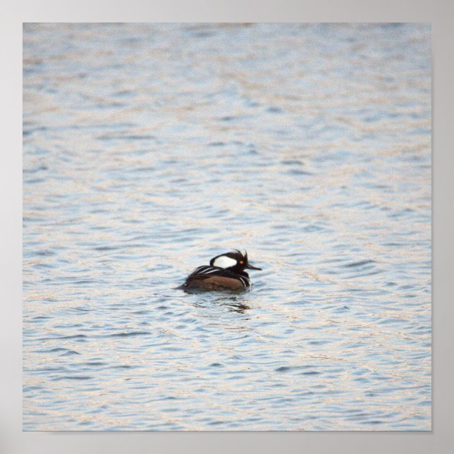Poster de Merganser Hooded (Frente)