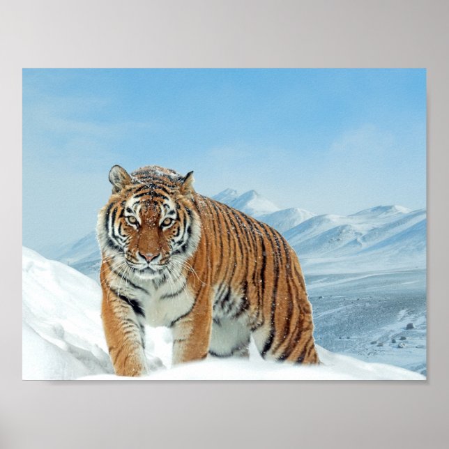 Poster de Montanhas de Tigre de Neve na Natureza d (Frente)