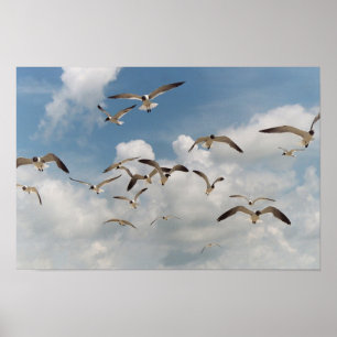 Poster de muitas gaivotas