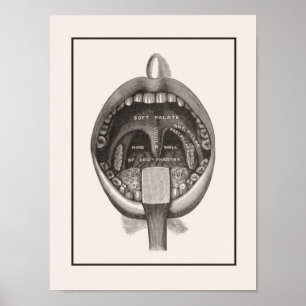 Poster de Muro com escova de dentes