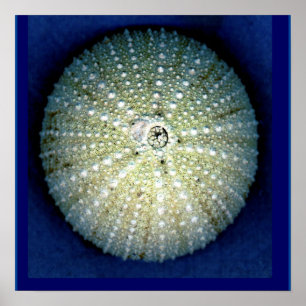 Poster de Muro de Urchin do Mar