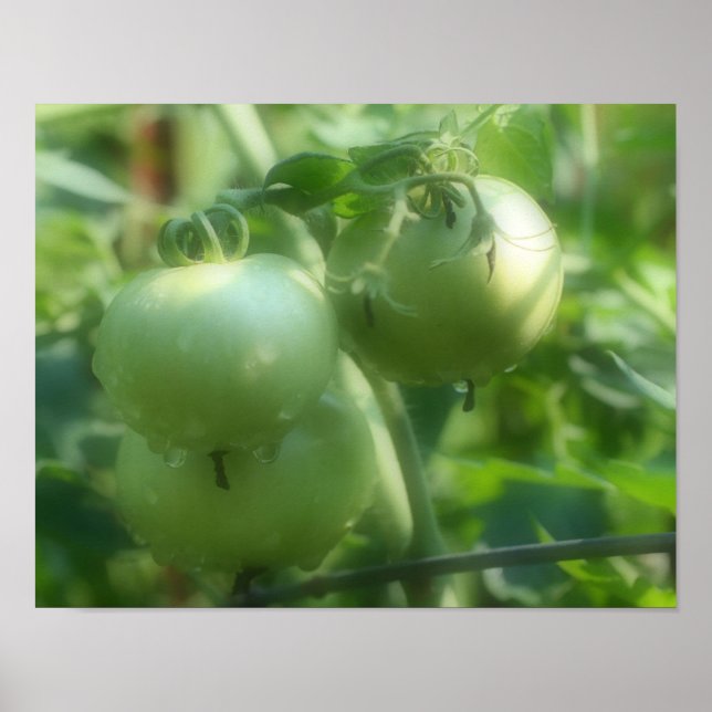 Poster de Natureza dos Tomates Verdes (Frente)