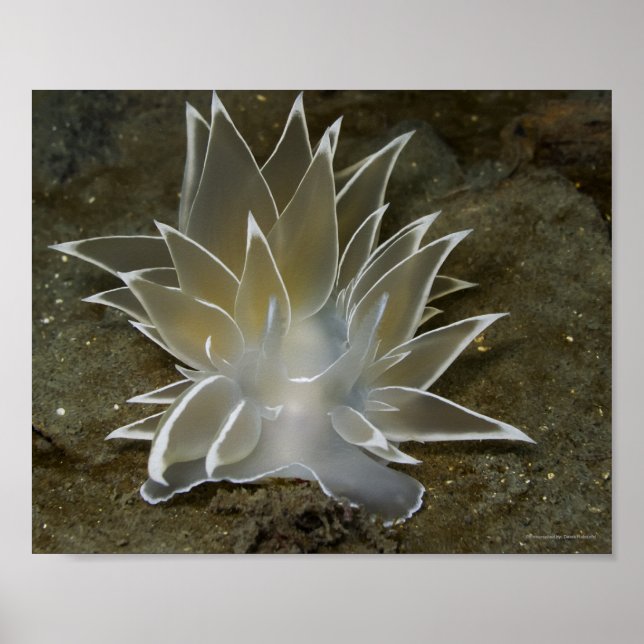 Pôster de Nudibrânquio Alabastro (Dirona albolinea (Frente)