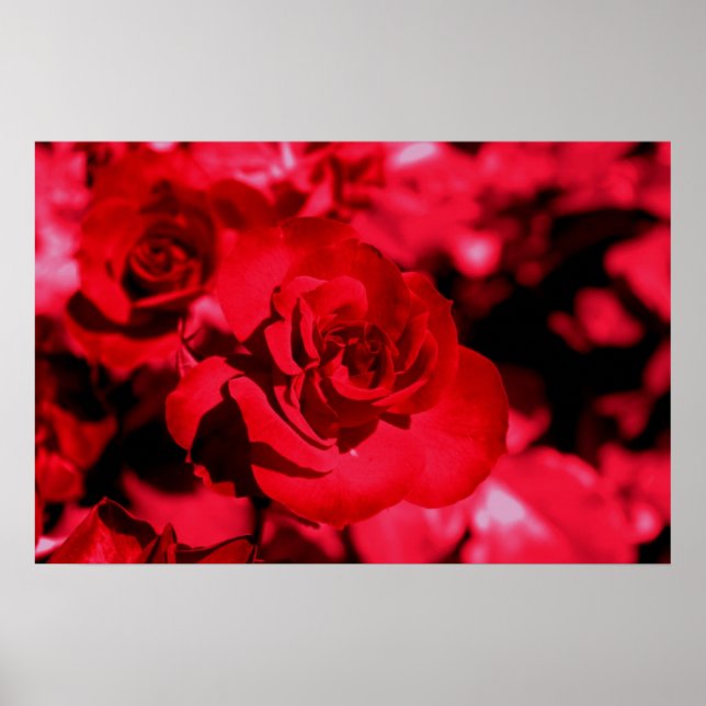 Poster de Óculos coloridos rosa (Frente)