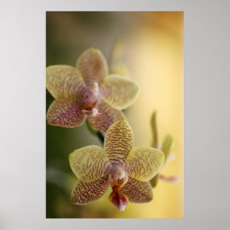 Poster de orquídea