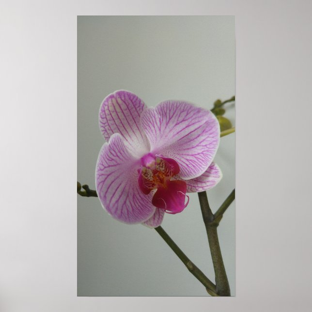 Poster de orquídea (Frente)