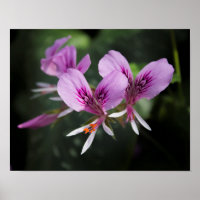 Poster de orquídea