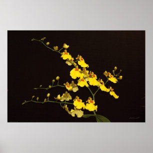 Poster de Orquídea Amarela Onc -60x40 -ou menor