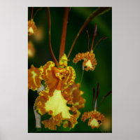 Poster de orquídea borboleta -24x36 -outros tamanh
