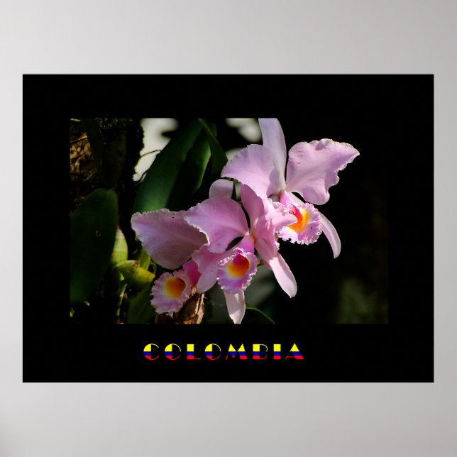 Poster de Orquídea Cattleya (Frente)