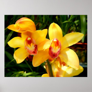 Poster de Orquídea de Cymbidium Amarelo