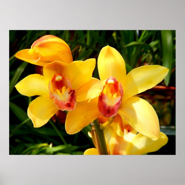 Poster de Orquídea de Cymbidium Amarelo (Frente)