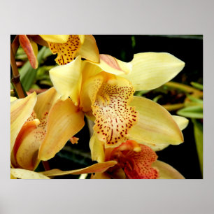 Poster de Orquídea de Cymbidium Amarelo-Pálida