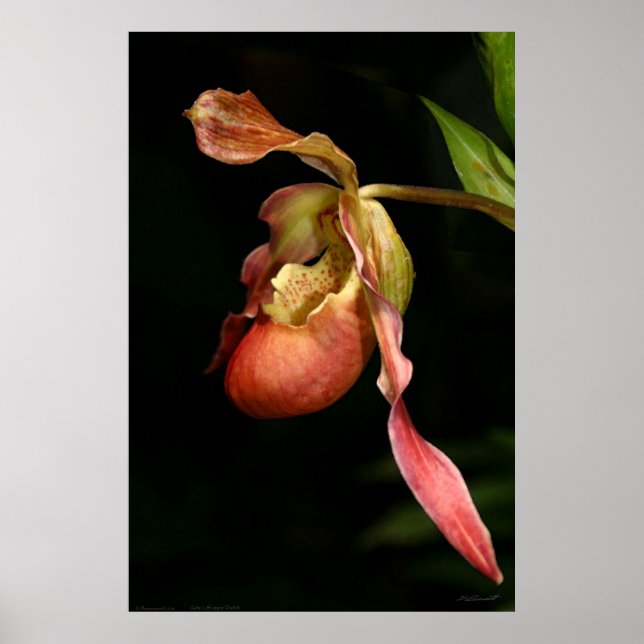 Poster de Orquídea de Escorregadio - 40x60 ou meno (Frente)