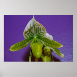 Poster de Orquídea de Slipper Verde e Branca