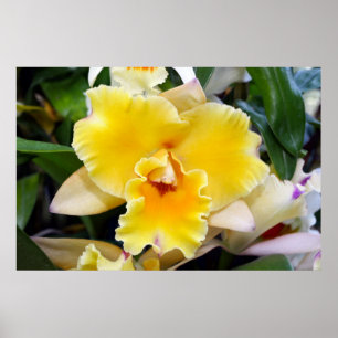 Poster de Orquídea Exótica Amarela