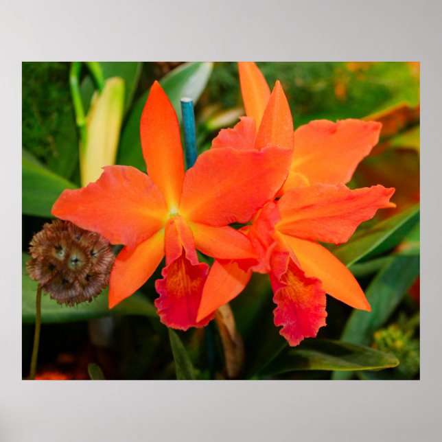 Poster de Orquídea Laranja Brilhante (Frente)