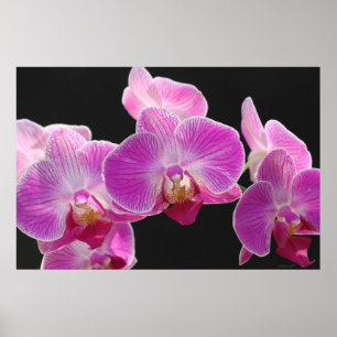 Poster de Orquídea Phalaenopsis Cluster - 36x24