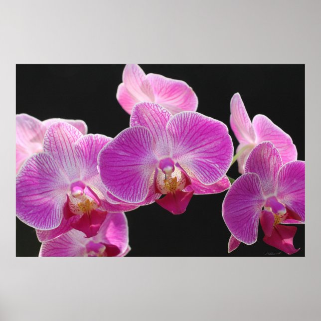 Poster de Orquídea Phalaenopsis Cluster - 36x24 (Frente)