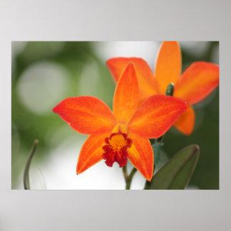 Poster de Orquídea Tropical