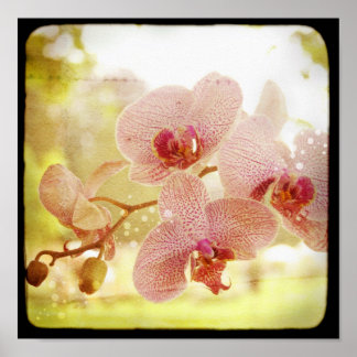 Poster de orquídeas
