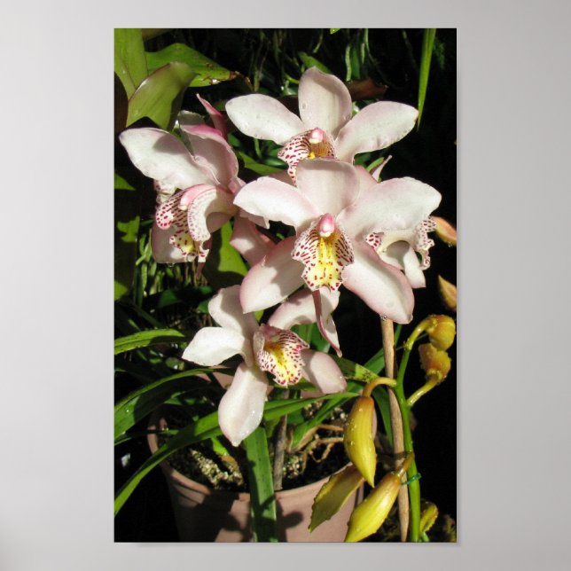 Poster de Orquídeas de Cymbidium (Frente)