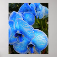 Poster de Orquídeas Místicas Azuis