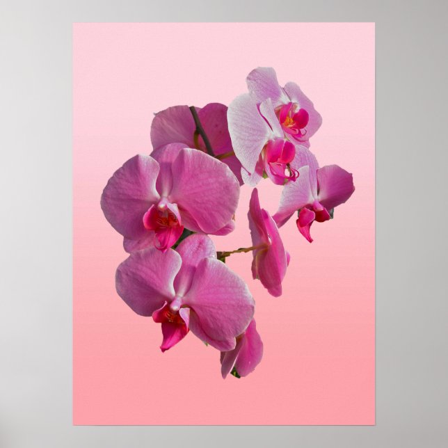 Poster de Orquídeas Rosa (Frente)