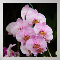 Poster de Orquídeas Rosa Posh