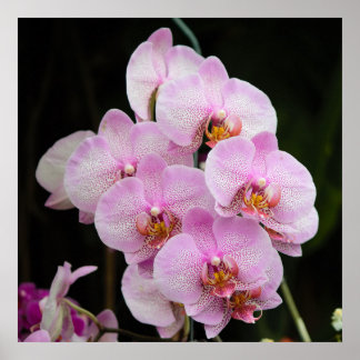 Poster de Orquídeas Rosa Posh