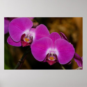 Poster de Orquídeas Rosa Quente